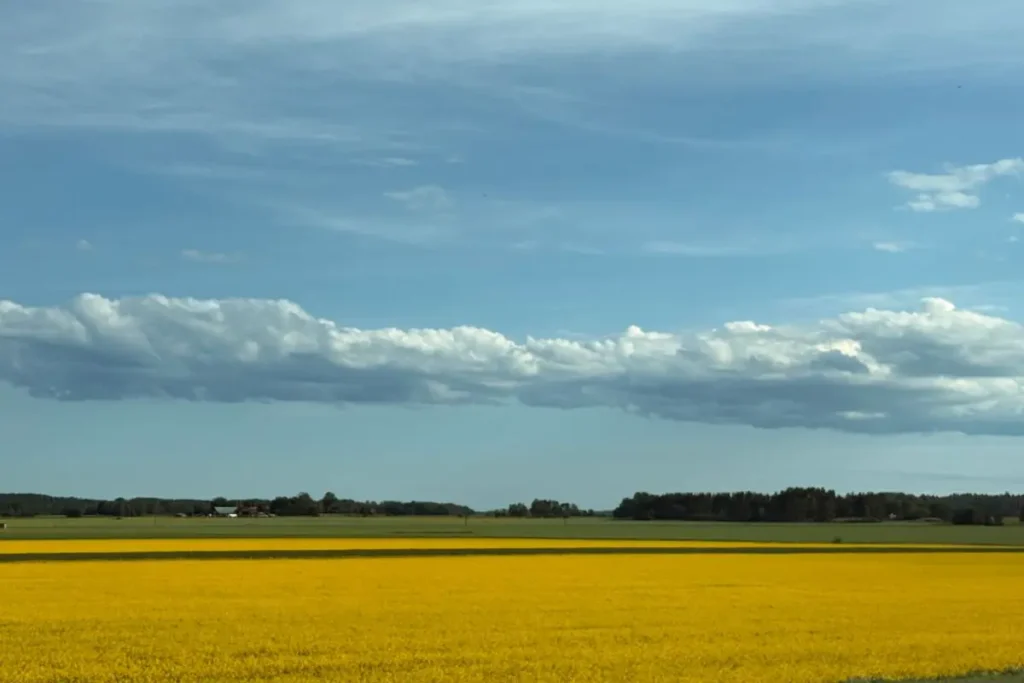 스웨덴 고속도로에서 본 넓은 들판 풍경