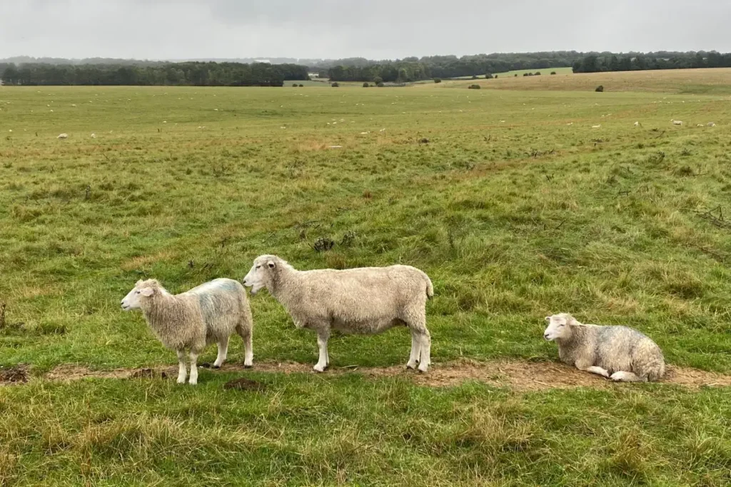 스톤헨지 무료 퍼블릭 풋패스를 걷는 길에 마주친 초원 위의 양들