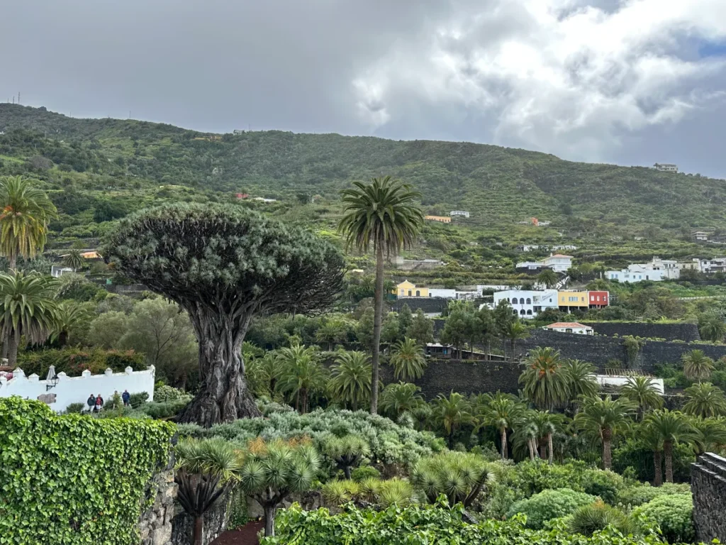 Tenerife travel review, the majestic and ancient Dragon Tree standing tall with its unique branch structure.
